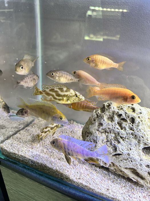 Рыбы Африканцы микс семья .