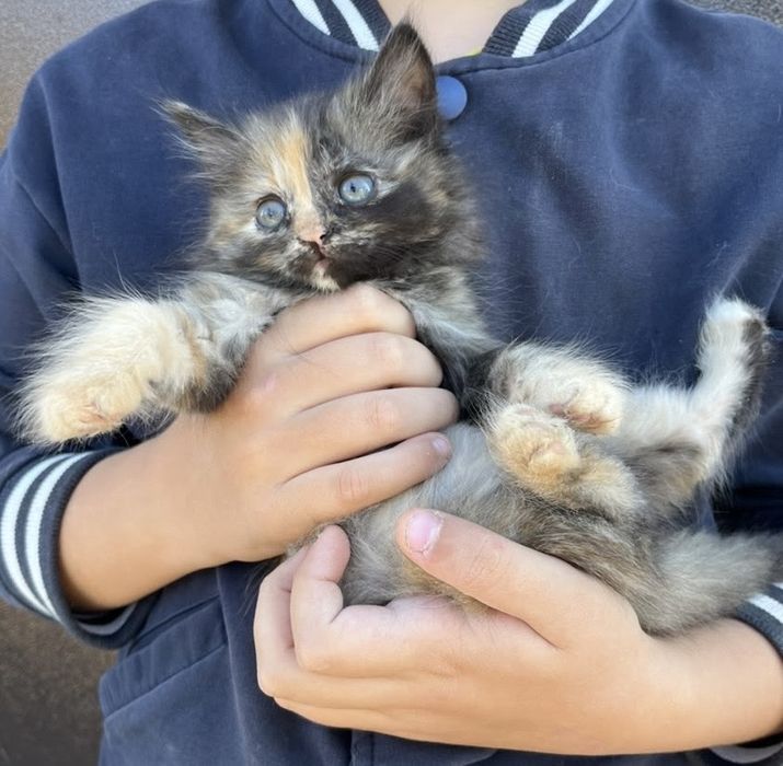 Отдам котят в добрые руки
