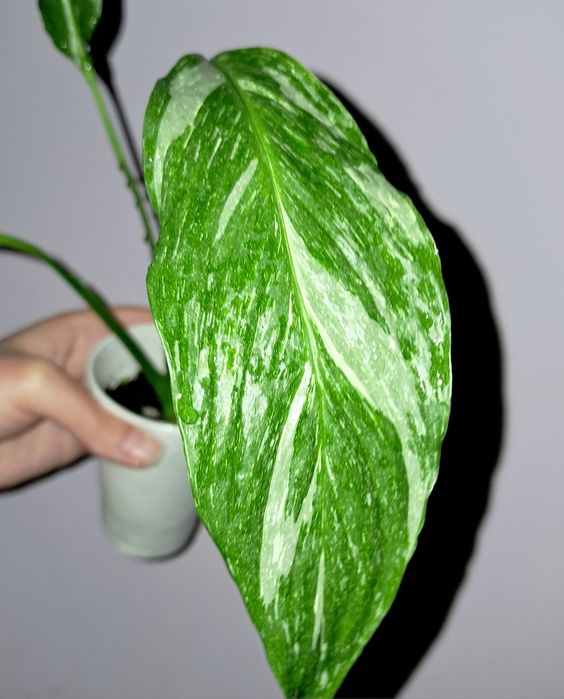 Спатифиллум Даймонд!