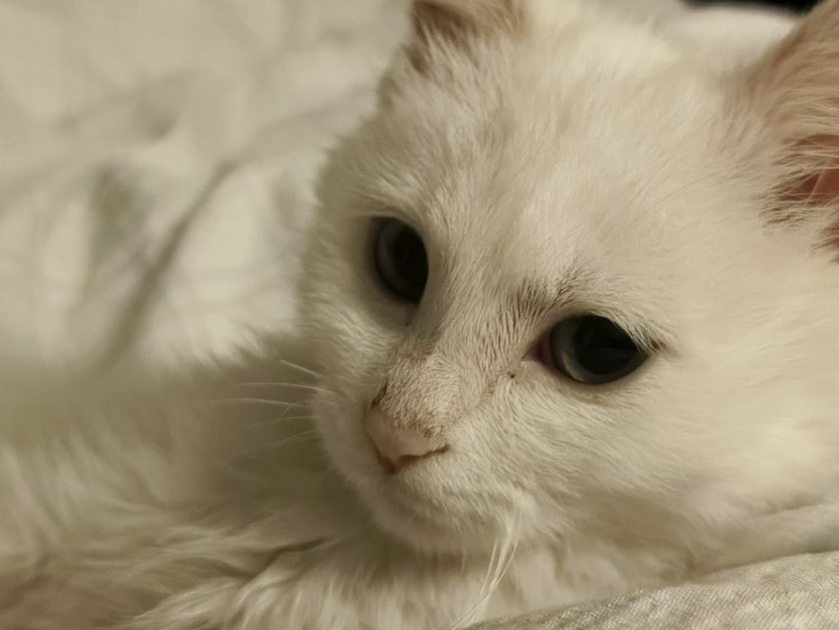 Turkish angora 5 oylik