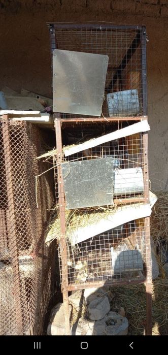 Uch xonali quyon katak