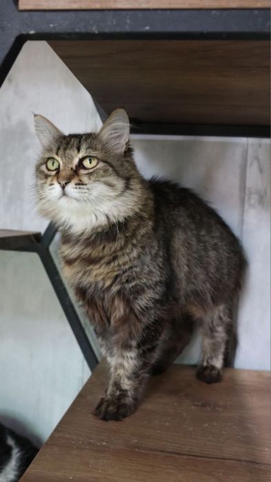 Ласковая девочка ждёт свою семью!