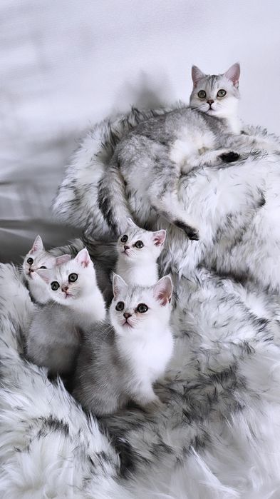 Британская серебристая шиншилла