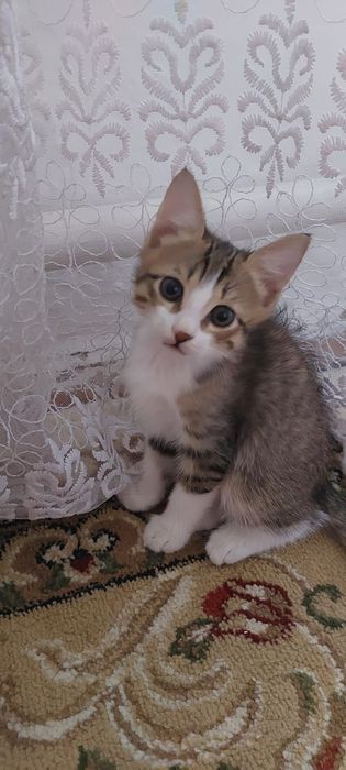 Отдам в хорошие руки