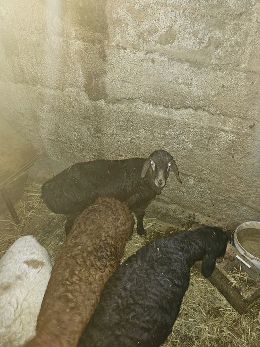 Продам ягнят гисаров