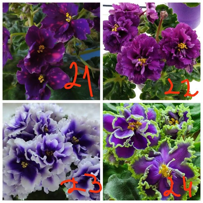 Продам детки сортовых фиалочек