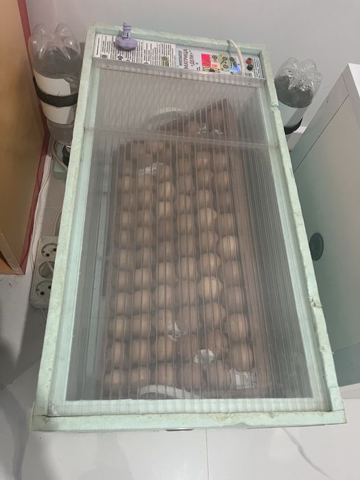 Инкубатормен балапан аштырып беремін