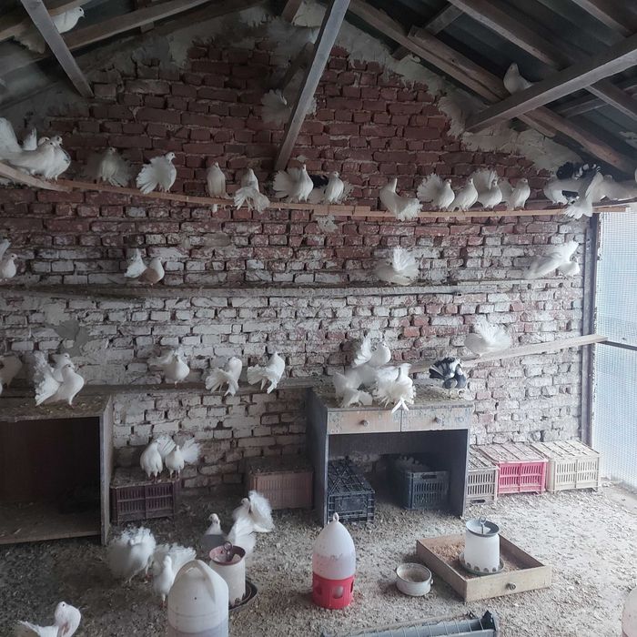 продавам гълъби финерлии - бели и пъстри