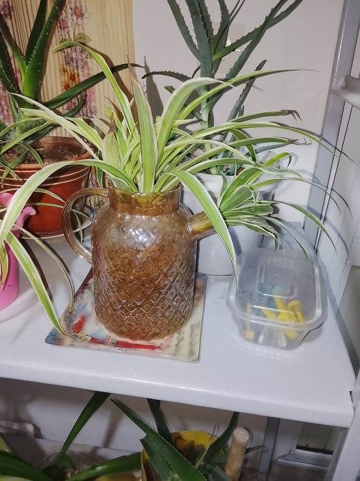 Чиройли хонаки гуллар