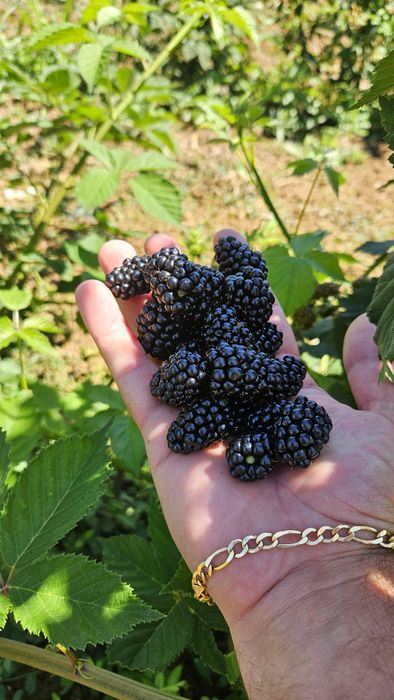 Предлагам елитен разсад малини и къпини