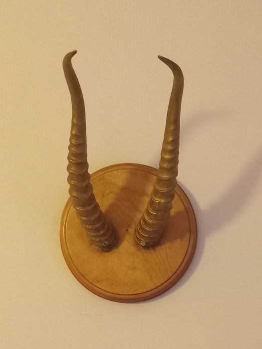 Рога декоративные натуральные