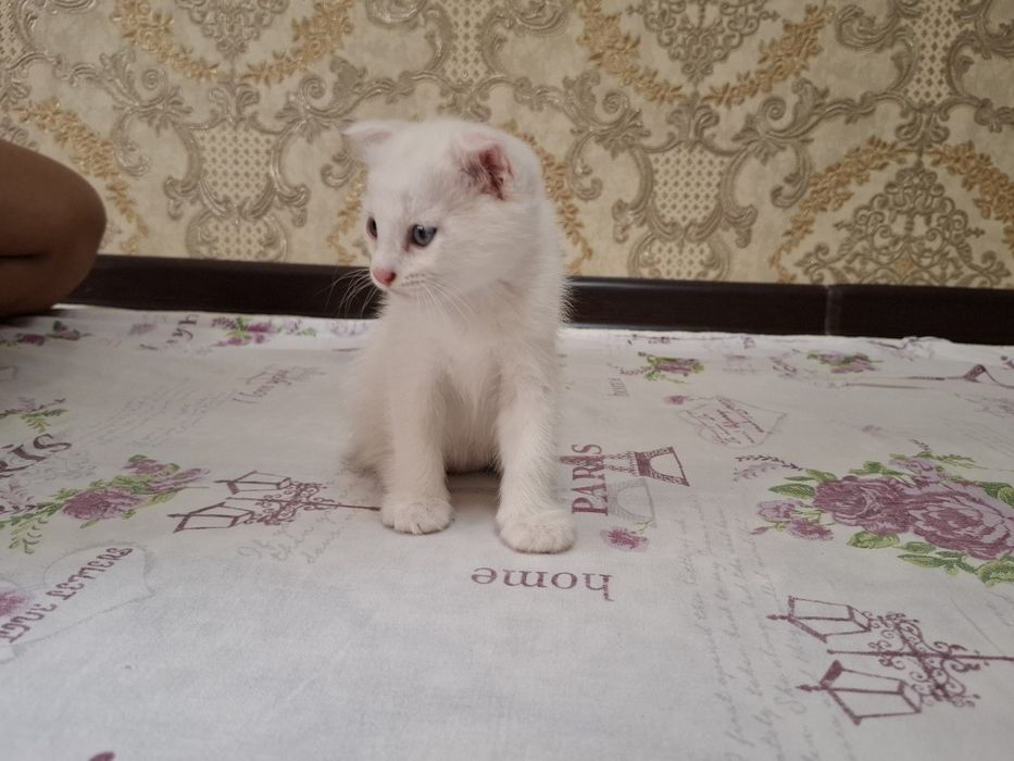 Scottish Fold mushuk sotiladi.