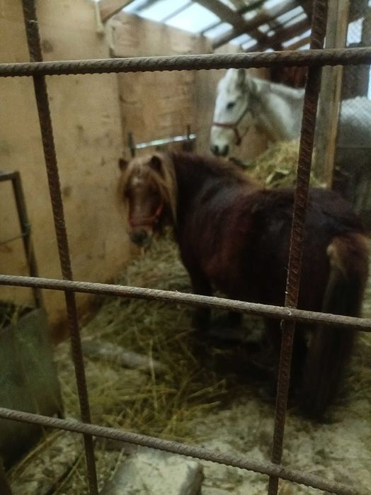 Vând poneita Marița