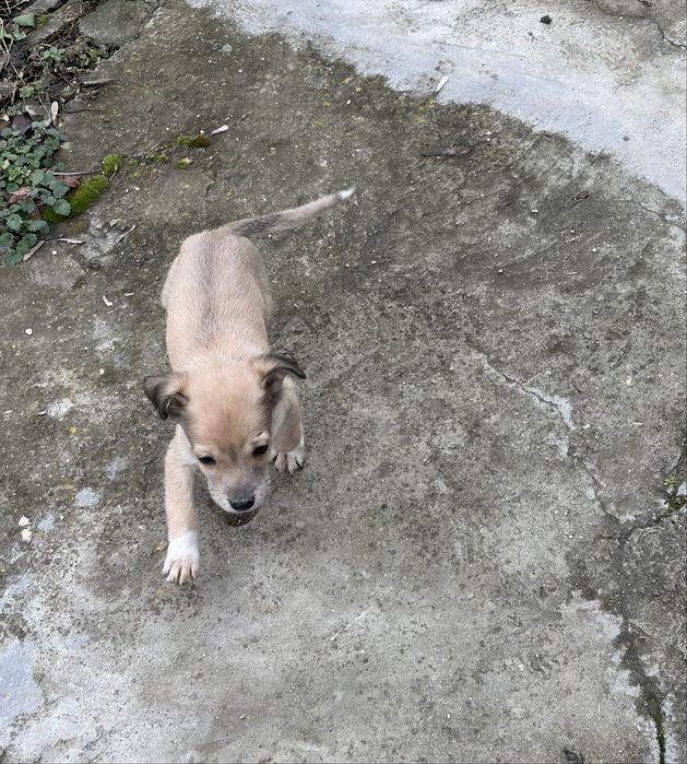 Кученце пинчер.