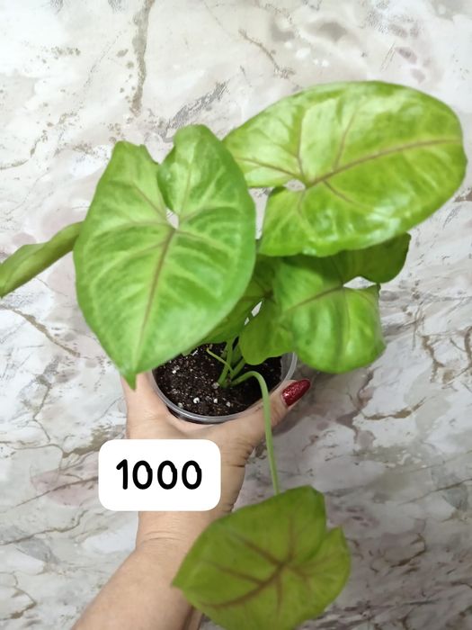 Продам сингониумы