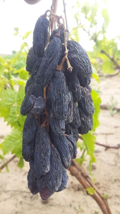 Сизларга 100% ишочли нихолларимизни таклиф қиламиз