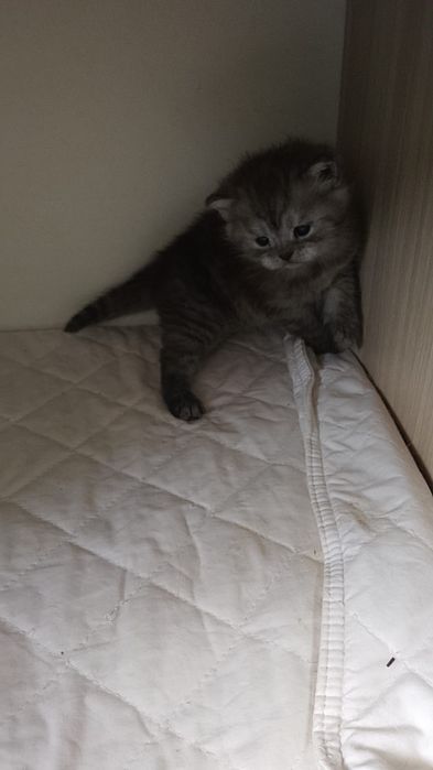 Продаю котят Британских