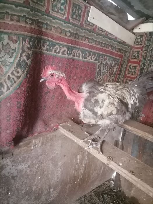 Продам петухов кучинских