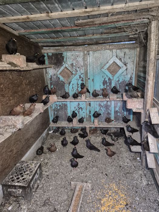 Porumbei jucători de vânzare, pereche