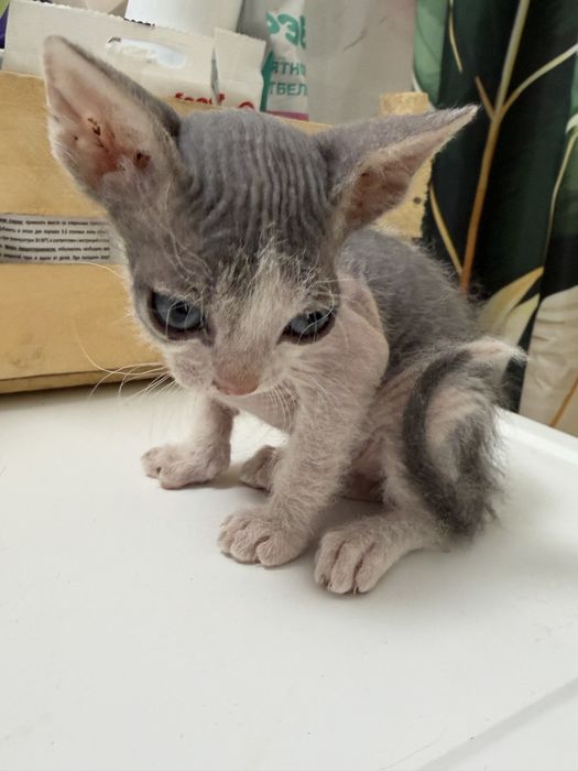 Котята породистые