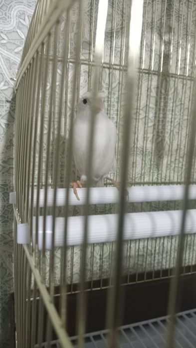 Кенар белый с хохолком 20000