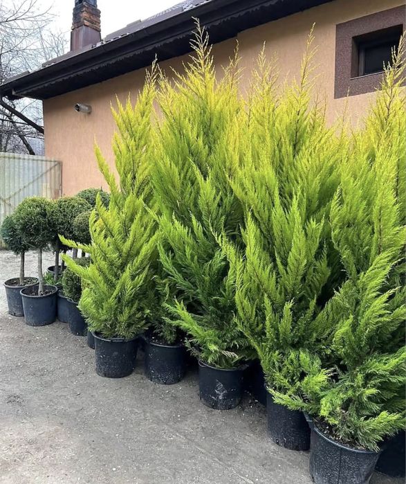 Plante ornamentale