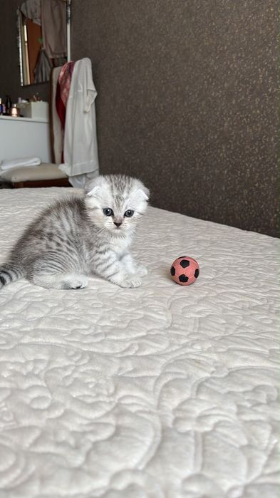 Продам котенка породистый