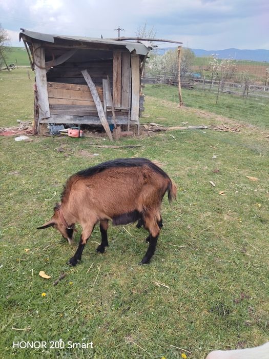Vând capră metis de alpin cu albă de Banat cu iezi anglonubieni