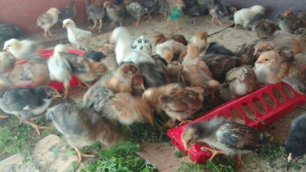 Продам домашних цыплят