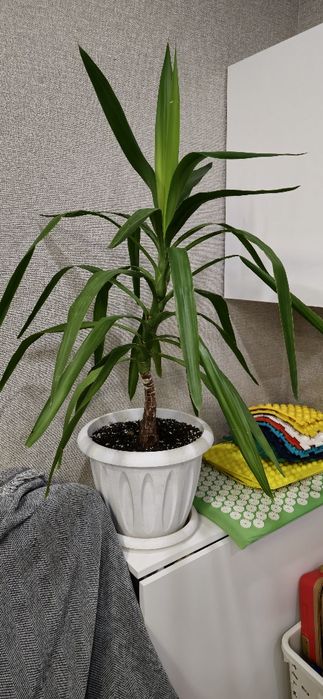 Продам большие ,комнатные цветы