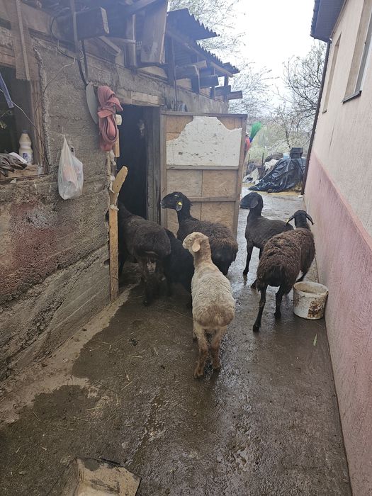 матки с ягнятами