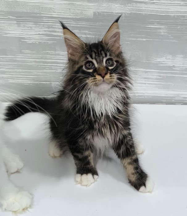 Котята породы Мейн Кун