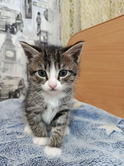 Отдам Котенка Щучинск