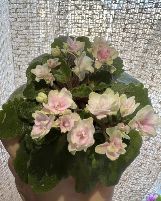 Детки сортовые фиалки