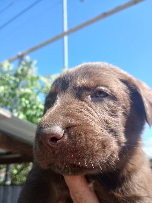 Продам лабрадорчиков