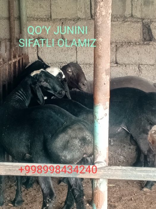 Qoy junini olish