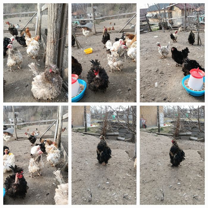 Oua pentru incubat gaini motate, barboase si motate frezate