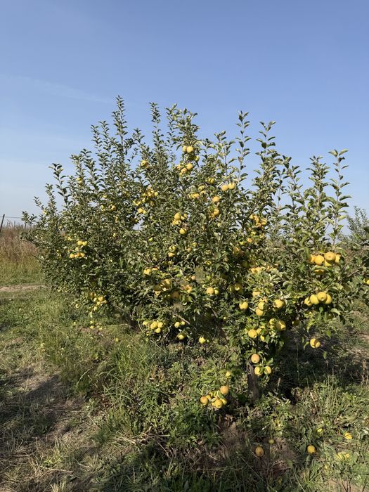 Продается сад яблоневый срочно в тургене