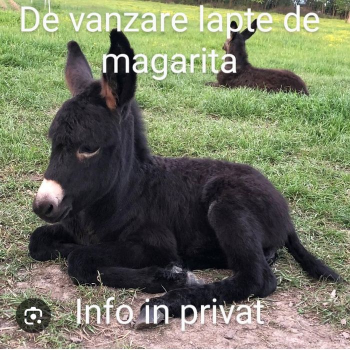 lapte de magarita