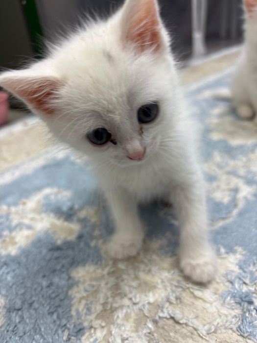 Продам белого котенка в добрые руки