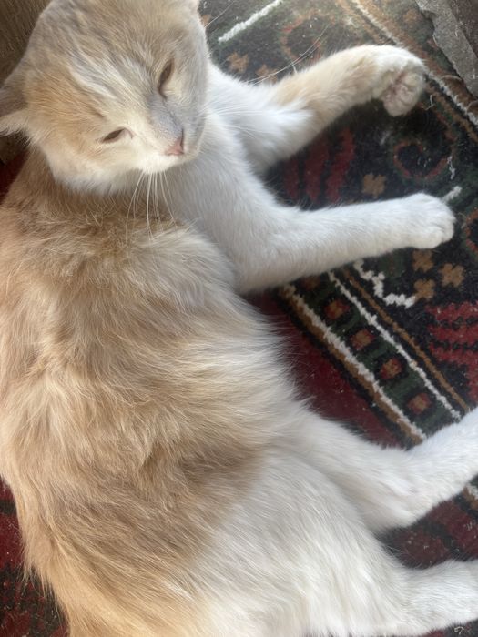 Отдам кота в добрые руки