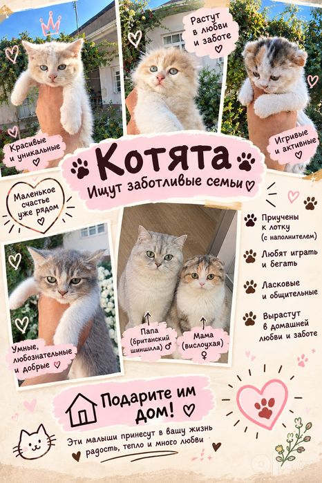 Британский шиншила