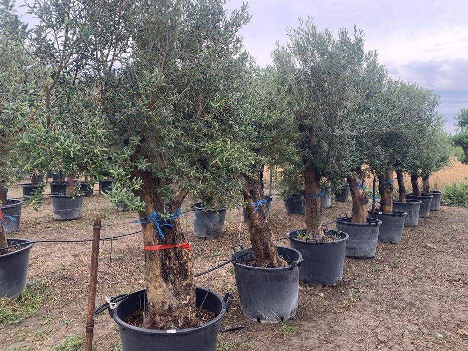 Maslin rezistent la -15