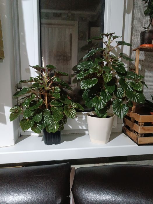 Комнатные цветы Бегония