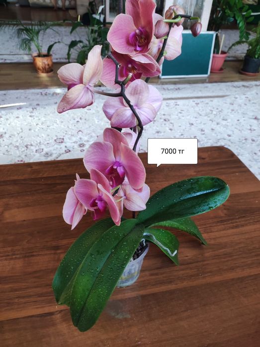 Комнатные растения