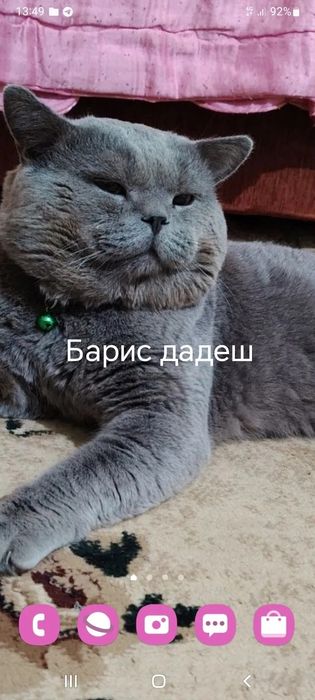 Мушукчалар сотилади