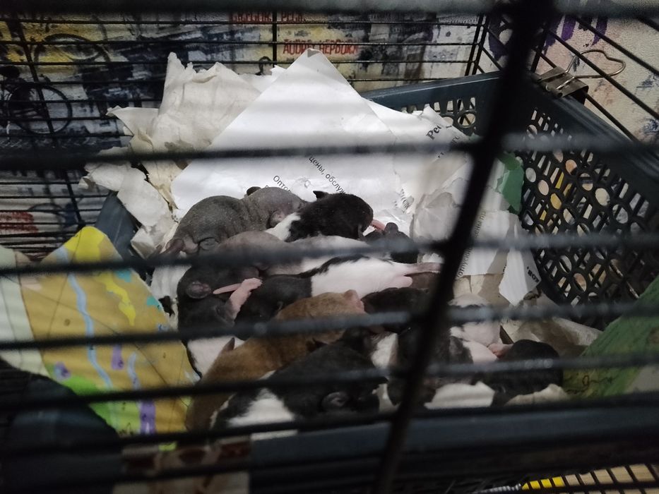 Продам ручных крысят