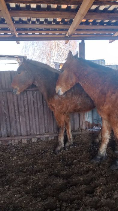 Продам двух жеребчиков