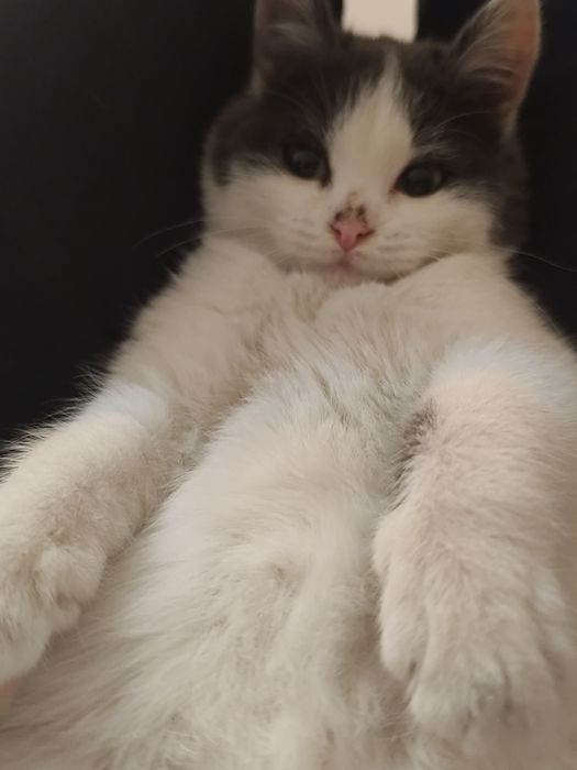 Кошка в добрые руки