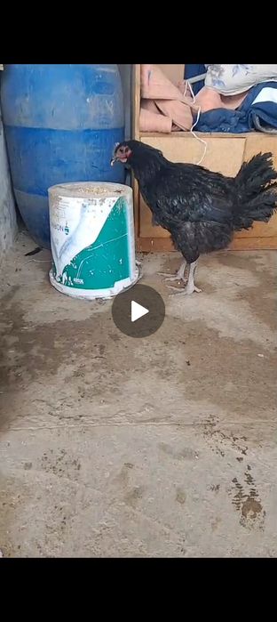 Тауық қораз сатылады